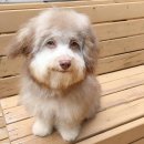 지음약국 | 상하이 말고 상라오 오라오