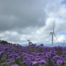 신원면-38 | 10월 가볼만한 곳 경남 거창 감악산 거창별바람언덕 아스타국화 축제 (초보 등산코스)