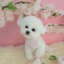 미미애견 이미지