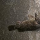 시흥드림바다 낚시터 이미지