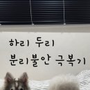 KGB kennel(케이지비 캔넬) | 강아지 분리불안 교육 훈련 비숑 폼스키 극복 후기