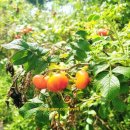 모래 공중화장실 이미지