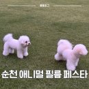 순천 애니멀 필름 페스타 | 순천 오천그린광장, 반려견과 영화 한 편, 2025 순천애니멀필름페스타 일정 총정리!