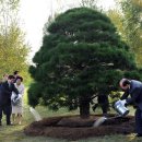 흙과소나무 이미지