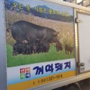 선사시대꺼먹돼지 이미지