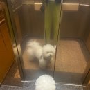 레인바우 평택점 애견카페 내돈내산 후기