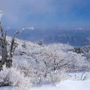 고목 - 창원시 성산구 | 고목