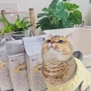 행복한 애견삽 | 펫토리아 한삽뚝딱 고양이 두부모래 🐾 고양이모래추천