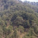 도산동주민센터 주변(도산동 1293-2 앞) | 1년의 반은 산양을, 반은 사람을 위해