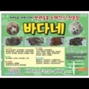 소나무꼬마김밥