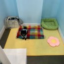 멍그니엘 애견호텔 수원점 | 겁 많은 강아지 수원 애견호텔 멍그니엘 이용후기