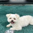태안 새롭게 리모델링된 아름뜰 캠핑장 140번 자리 후기(사계절랜드파크마검포 캠핑장)