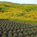 진성코리아 이미지