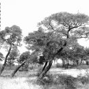 대포서원 이미지