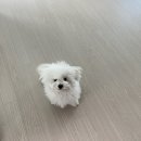 한덕세차장 | 비숑 아기강아지 성장기 ft. 용인 강아지미용실 파리봉, 배냇미용후기