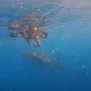 고래로L | 세부 여행 4일차 후기 | 오슬롭 고래상어 투어 &amp; 캐녀닝 완전 정복!