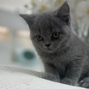 Pet.J 이미지