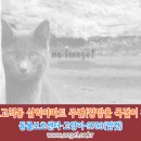 고양이를찾습니다. 왕방울 목걸이 착용한 암컷,서울시 구로구 고척동 삼익아파트 주변(문열린 사이 나갔습니다.) 이미지