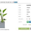 이삐꽃방