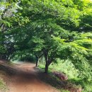 울주 대곡리 반구대 암각화 이미지