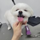 견생공감 이미지