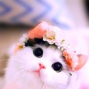 꽃냥이 이미지