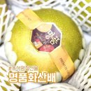 화산 | 추석 명절 선물 추천 고당도 초록빛 명품 화산배 후기