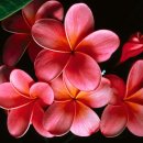 플룻 (A) 이미지