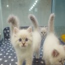 오케이독 이미지