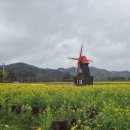 씨유 창녕남지유채점 | 창녕 남지 유채꽃 실시간 비 오는 날 다녀온 솔직 후기