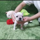 광주강아지분양 고양이분양 펫왕국 이미지