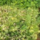 은평농장 이미지