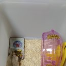 햄스터 다락방 이미지