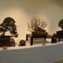 분재전시회 이미지