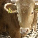 연암목장 이미지