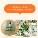 황금이네 도라지배즙 찐 사용 후기! 기관지 관리 고민인 2살·5살 아이도 잘 마시는 도라지배즙