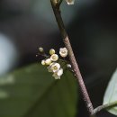 빌레낭