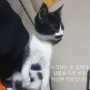 단발냥 이미지