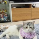 고양이 모자 이미지