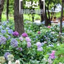 대천천2 | 여름 가볼만한곳 부산 화명수목원 수국 대천천