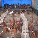 행복을 farm 이미지