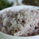 쌀강아지 이미지