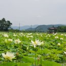 경주연꽃단지 이미지