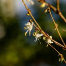 우리꽃식물원 이미지