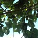 개암농장 이미지