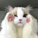 렉돌 냥이 이미지