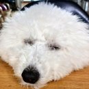 모모애견샵 | 도안동애견미용 잘하는곳 친절 섬세한 모모랑