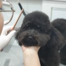 다정한 개아빠 | 광안리애견미용 다정한개아빠 블랙토이푸들망고 부산강아지위생미용 목욕후기 :)