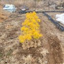 황금수퍼 이미지