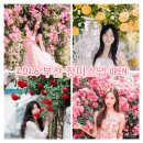 정관사진관 | 부산 장미 스냅 촬영안내 2026 사진작가 안젤라장미 추천 명소 정관장미공원 화명장미공원